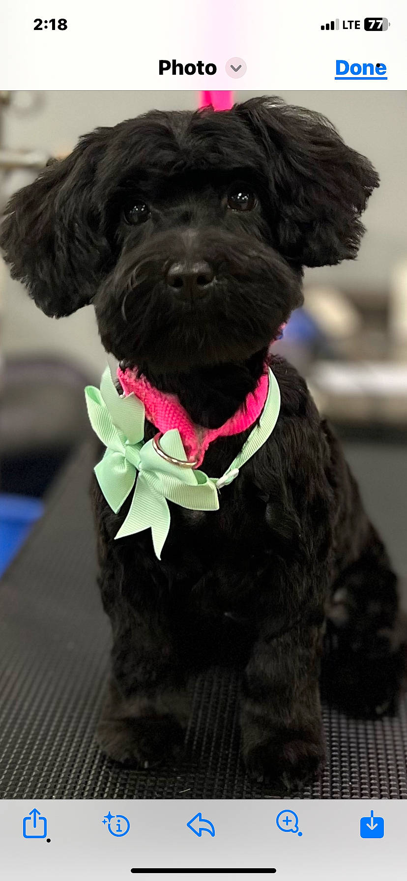 Miley joined the competition — help win amazing prizes! bow_tie, canidae, carnivore, collar, companion_dog, dog, dog_breed, dog_collar, dog_supply, fur, liver, magenta, pet_supply, snout, sporting_group, toy_dog, vegetable, water_dog, working_animal