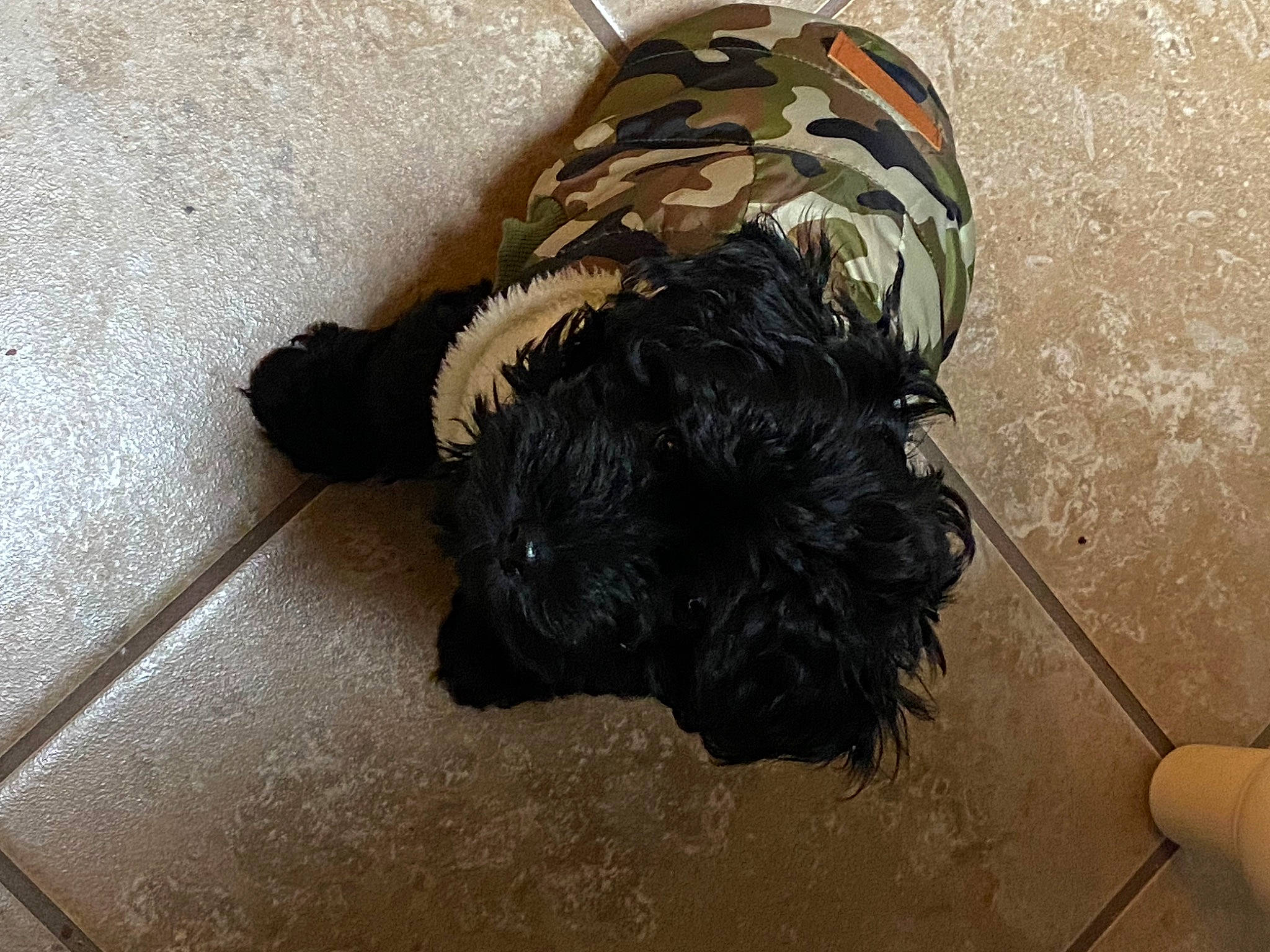 Miley joined the competition — help win amazing prizes! canidae, carnivore, companion_dog, concrete, dog, dog_breed, flooring, fur, gas, hardwood, non_sporting_group, paint, small_terrier, snout, sporting_group, terrier, toy_dog, water_dog, wood, working_animal