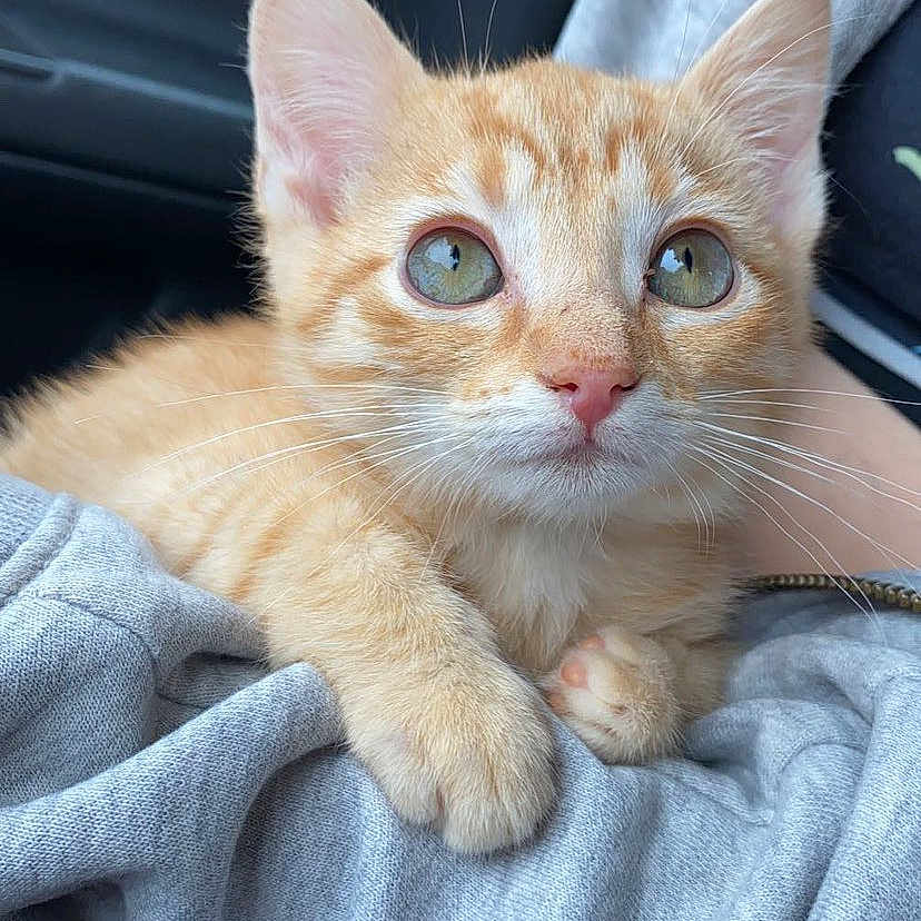 Sponge joined the competition — help win amazing prizes! abyssinian, angora, animal, blanket, cat, kitten, manx, person, pet, siamese, sleeping