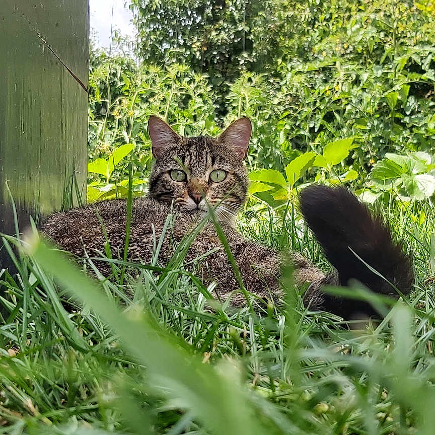 Salami a rejoint le concours — aidez-le/la à gagner de superbes lots ! abyssinian, animal, backyard, cat, field, grass, grassland, green, herbal, herbs, jungle, kitten, manx, nature, ocelot, outdoors, pet, plant, vegetation, yard