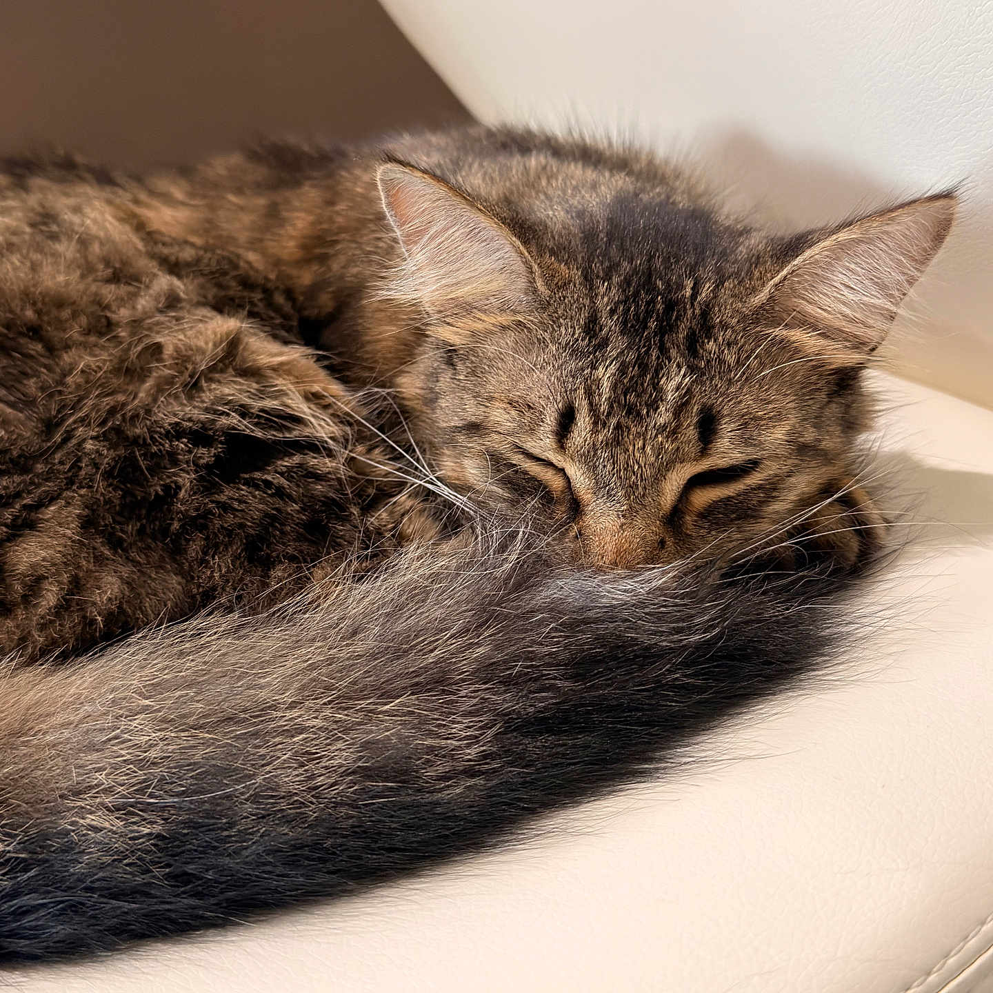 Miso