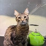 cat, tabby, kitchen, counter, kettle, green, whiskers, ears, fur, domestic_animal, pet, curious, indoor, tabletop, appliance, reflection, closeup, animal, feline, household