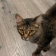 Miso joined the competition — help win amazing prizes! cat, tabby, yellow_eyes, whiskers, fur, pet, animal, indoor, flooring, wood_floor, curious, looking_up, close_up, mammal, domestic_animal, feline, cute, young_cat, alert, portrait