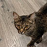 cat, tabby, yellow_eyes, whiskers, fur, pet, animal, indoor, flooring, wood_floor, curious, looking_up, close_up, mammal, domestic_animal, feline, cute, young_cat, alert, portrait