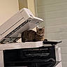 cat, tabby_cat, photocopier, office, animal, pet, indoor, machine, technology, feline, resting, looking, electronics, workspace, copy_machine, open_lid, domestic_animal, fur, tabby, relaxed