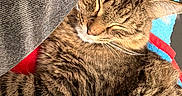 Miso joined the competition — help win amazing prizes! cat, tabby, sleeping, feline, pet, fur, whiskers, closeup, cozy, blanket, texture, indoor, resting, cute, animal, mammal, relaxation, comfort, soft, warm