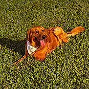 Luna is registered to the contest to win money with this photo: dog, golden_retriever, grass, outdoor, sunlight, pet, bandana, tongue_out, canine, happy, nature, greenery, animal, laying_down, summer, fur, tongue, daylight, mammal, relaxed