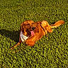 dog, golden_retriever, grass, outdoor, sunlight, pet, bandana, tongue_out, canine, happy, nature, greenery, animal, laying_down, summer, fur, tongue, daylight, mammal, relaxed