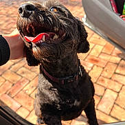 Panda joined the competition — help win amazing prizes! dog, black_dog, curly_fur, tongue_out, happy, pet, hand, car_door, sunlight, brick_driveway, outdoor, animal, canine, collar, teeth, nose, closeup, playful, affection, excited