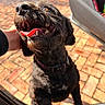 dog, black_dog, curly_fur, tongue_out, happy, pet, hand, car_door, sunlight, brick_driveway, outdoor, animal, canine, collar, teeth, nose, closeup, playful, affection, excited