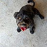 dog, black_dog, pet, animal, tongue_out, looking_up, concrete_floor, happy, ears, tail, fur, cute, playful, domestic_animal, companion, canine, outdoor, mammal, friendly, alert