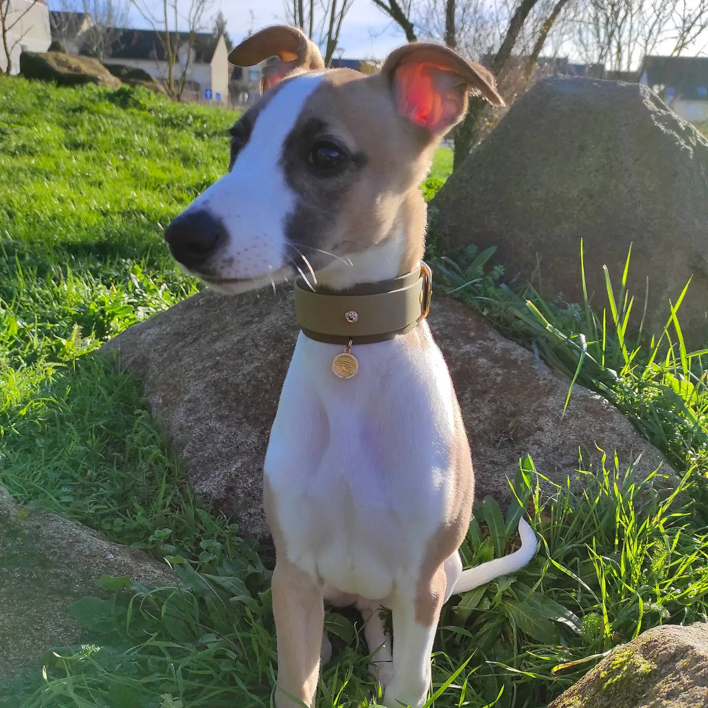 Mochi participe au concours pour gagner de l'argent avec cette photo : canidae, carnivore, collar, companion_dog, dog, dog_breed, dog_collar, dog_supply, fawn, grass, mudhol_hound, non_sporting_group, plant, rampur_greyhound, sky, snout, sporting_group, tree, whiskers, working_animal
