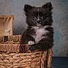 puppy, dog, black_and_white, fluffy, portrait, basket, woven, cute, animal, pet, sitting, front_facing, brown, white_chest, outdoor, studio, textured_background, adorable, small_dog, photography