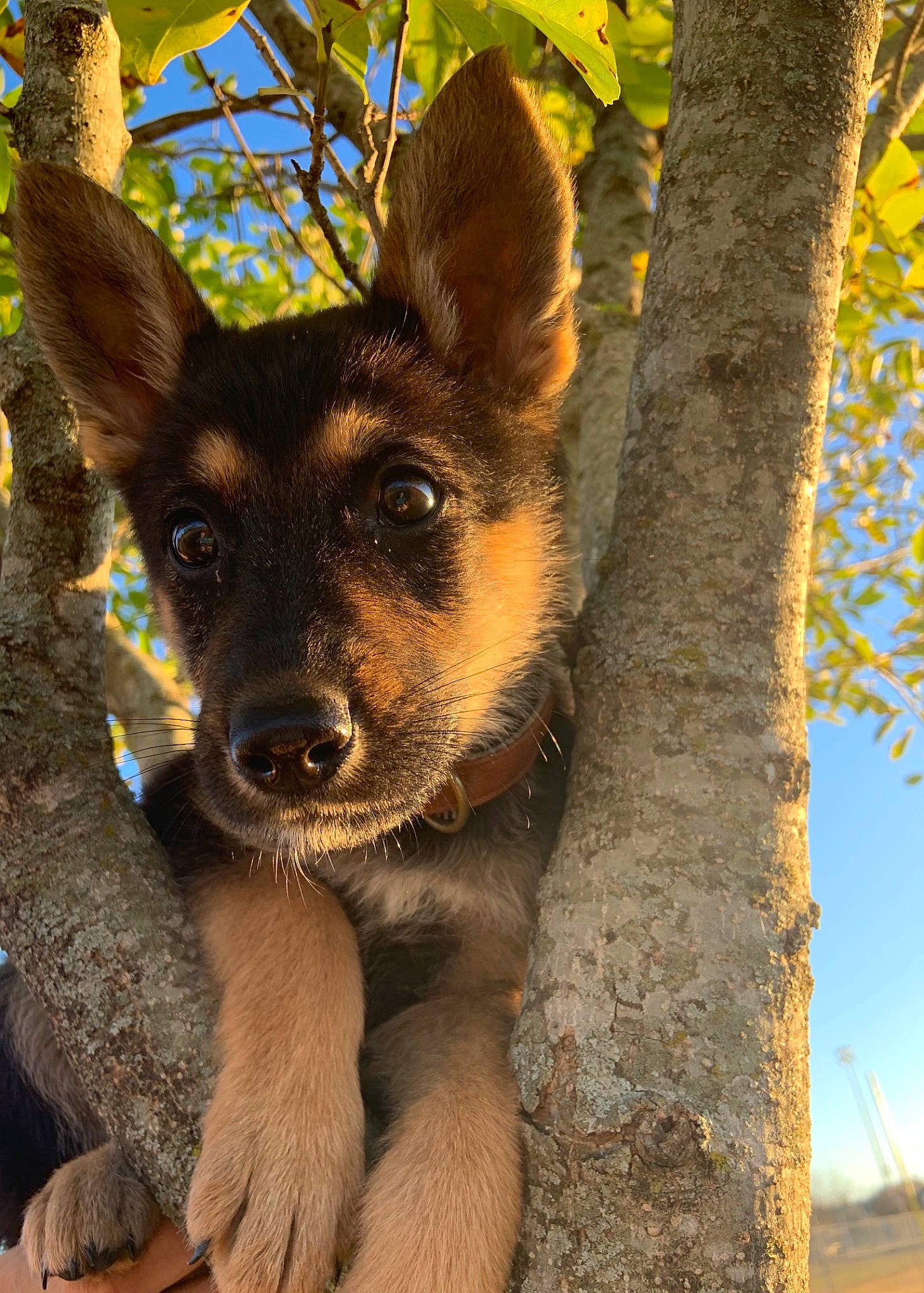 Kaiser is registered to the contest to win money with this photo: autumn, branch, canidae, carnivore, dog, dog_breed, fawn, foot, fur, german_shepherd_dog, guard_dog, herding_dog, king_shepherd, organ, police_dog, snout, trunk, twig, woody_plant, working_dog