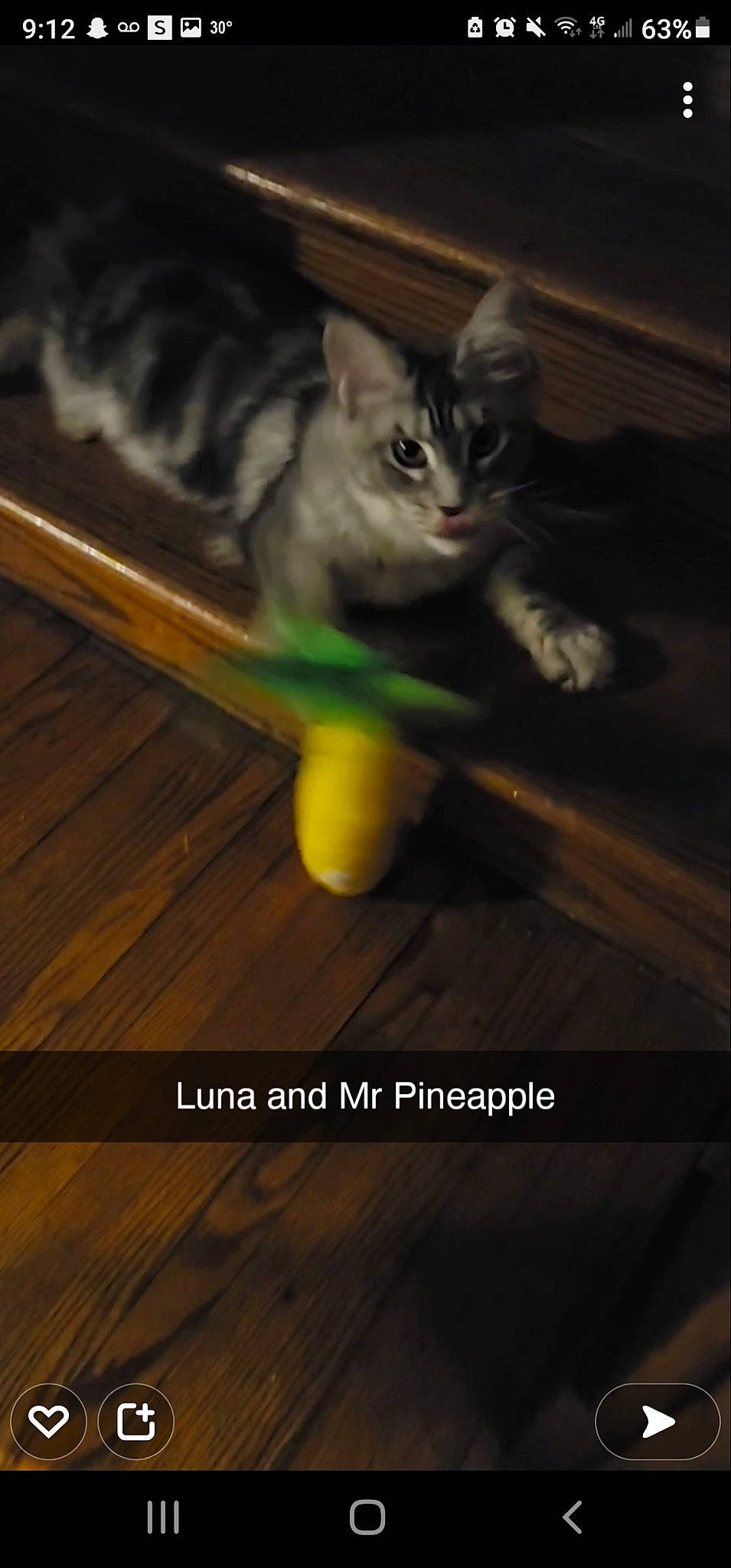 Luna is registered to the contest to win money with this photo: carnivore, cat, cat_supply, cat_toy, darkness, domestic_short_haired_cat, felidae, floor, flooring, hardwood, laminate_flooring, plank, small_to_medium_sized_cats, snout, tail, varnish, whiskers, wood, wood_flooring, wood_stain