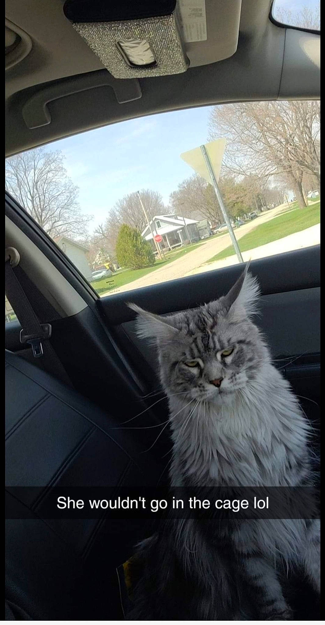 Luna joined the competition — help win amazing prizes! automotive_exterior, automotive_lighting, automotive_mirror, automotive_tire, car, carnivore, cat, felidae, line, motor_vehicle, plant, rear_view_mirror, sky, small_to_medium_sized_cats, tints_and_shades, tree, vehicle, vehicle_door, whiskers, window