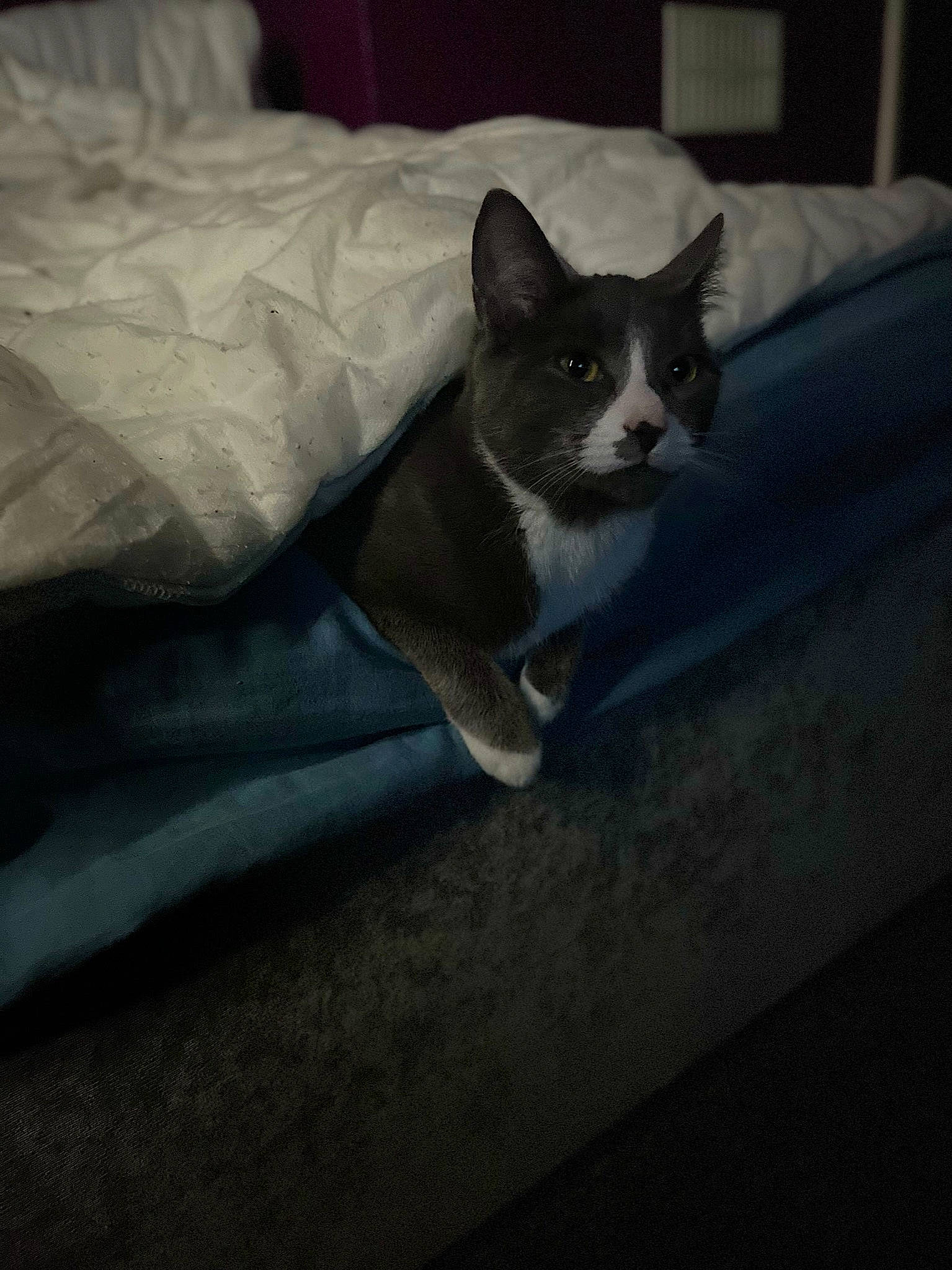 Socks is registered to the contest to win money with this photo: carnivore, cat, comfort, darkness, domestic_short_haired_cat, eye, felidae, fur, grey, linens, paw, small_to_medium_sized_cats, snout, tail, tree, whiskers, wood