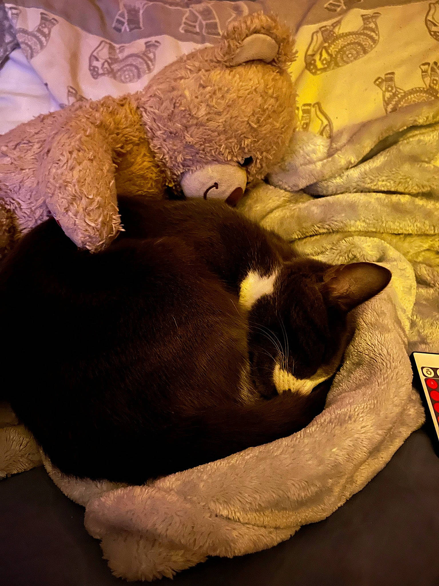 Socks joined the competition — help win amazing prizes! bed_sheet, bedding, brown, canidae, carnivore, cat, comfort, domestic_short_haired_cat, fawn, felidae, fur, grey, linens, paw, small_to_medium_sized_cats, tail, tints_and_shades, toy, whiskers, wood