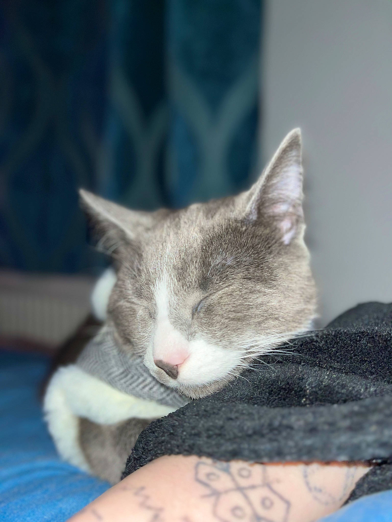 Socks is registered to the contest to win money with this photo: carnivore, cat, claw, comfort, domestic_short_haired_cat, ear, felidae, fur, gesture, grey, nail, nap, paw, sitting, small_to_medium_sized_cats, snout, tail, whiskers