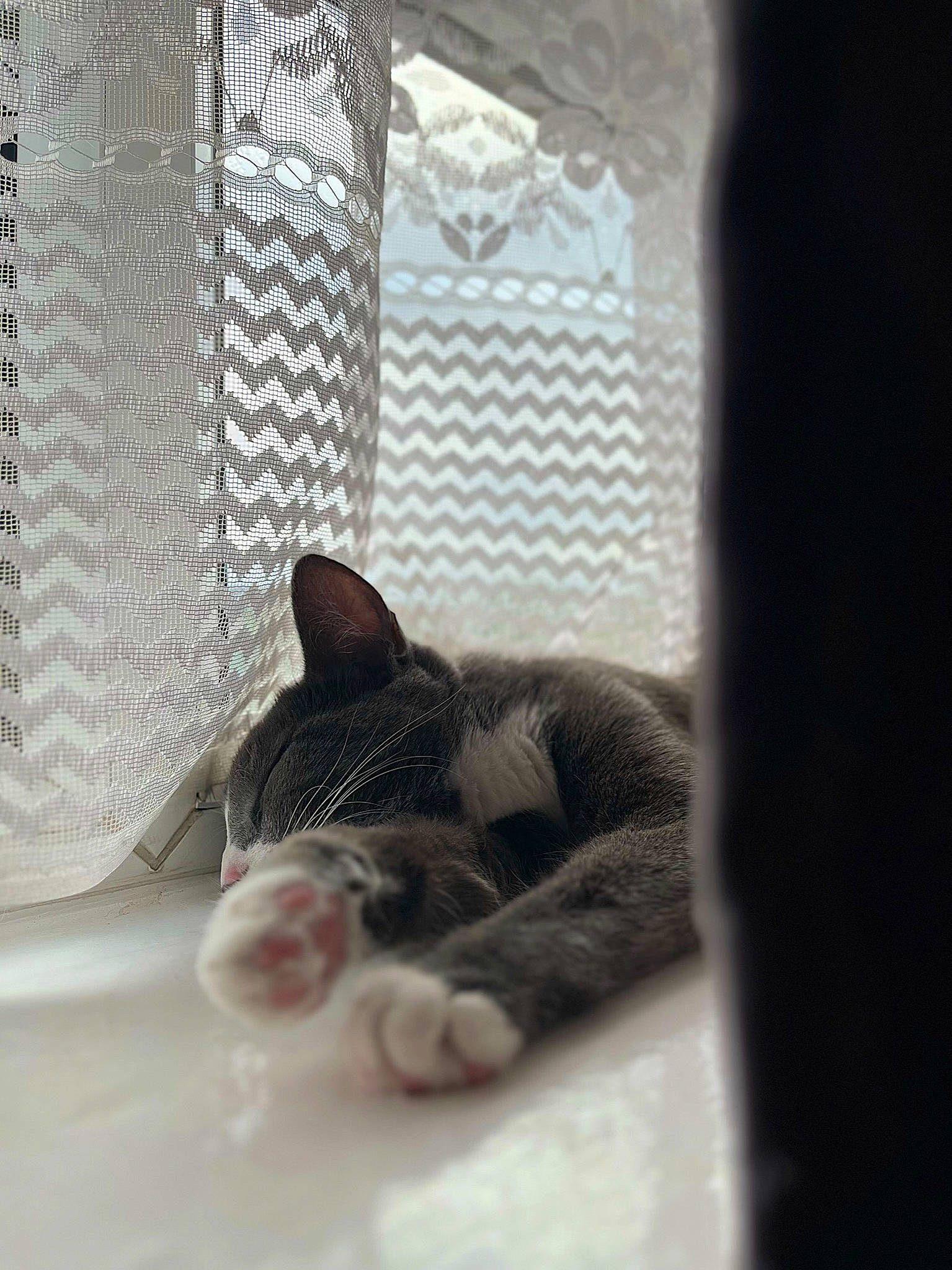 Socks is registered to the contest to win money with this photo: carnivore, cat, cat_supply, comfort, curtain, domestic_short_haired_cat, felidae, fur, grey, linens, monochrome_photography, paw, room, small_to_medium_sized_cats, snout, tail, whiskers, window, window_covering, window_treatment