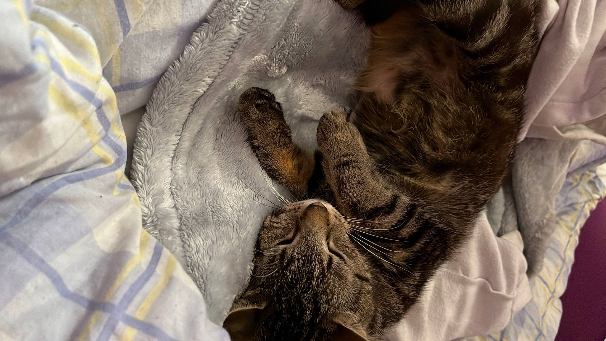 Mia joined the competition — help win amazing prizes! carnivore, cat, claw, comfort, domestic_short_haired_cat, felidae, fur, gesture, grey, human_leg, linens, nap, pattern, paw, sleeve, small_to_medium_sized_cats, snout, textile, whiskers, wrinkle