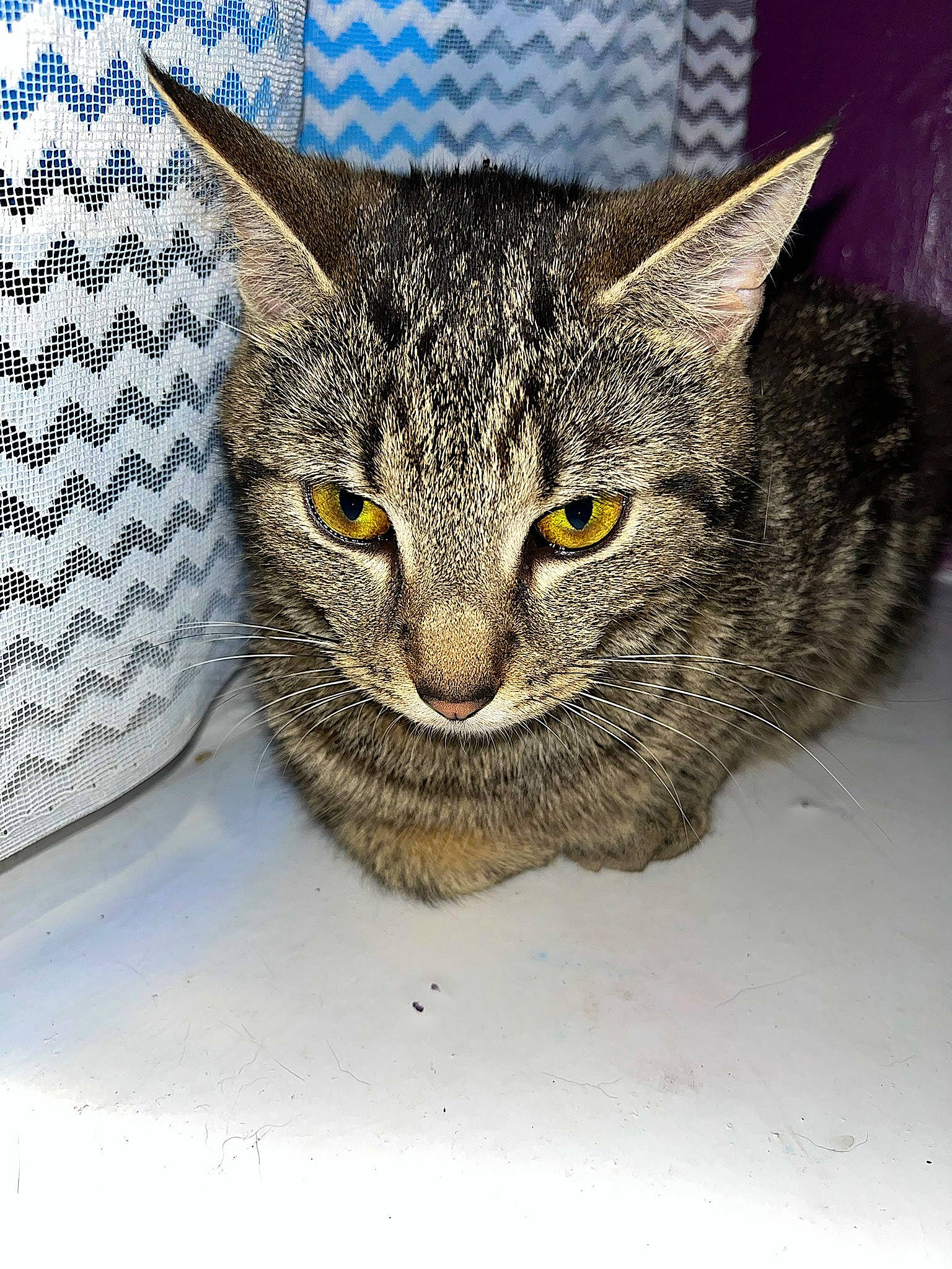 Mia joined the competition — help win amazing prizes! art, carnivore, cat, cat_supply, close_up, domestic_short_haired_cat, eye, felidae, fur, grey, hair, head, human_body, organism, small_to_medium_sized_cats, snout, terrestrial_animal, whiskers, wildlife, window