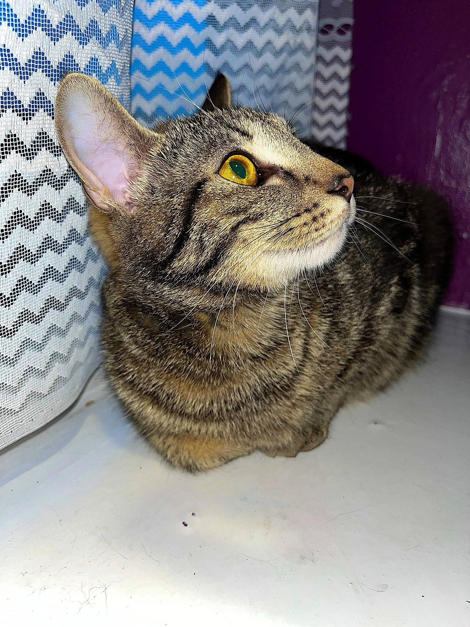 Mia is registered to the contest to win money with this photo: carnivore, cat, claw, domestic_short_haired_cat, eye, felidae, fur, head, human_body, small_to_medium_sized_cats, snout, terrestrial_animal, whiskers, wildlife