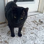 Little Panther joined the competition — help win amazing prizes! cat, black_cat, snow, porch, door, window, footprints, boot_prints, winter, outdoor, pet, whiskers, fur, paws, staring, green_eyes, close_up, front_paw, building, threshold