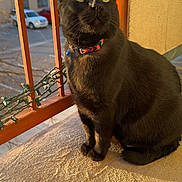 Little Panther is registered to the contest to win money with this photo: black_cat, cat, pet, collar, balcony, railing, sunlight, golden_hour, whiskers, green_eyes, sitting, portrait, concrete, texture, shadow, urban, outdoors, cozy, close_up, feline
