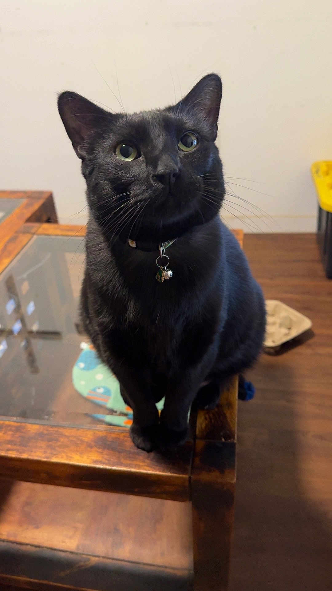 Little Panther joined the competition — help win amazing prizes! cat, black_cat, pet, feline, whiskers, collar, bell, table, wood_table, indoor, green_eyes, sitting, portrait, attentive, furniture, floor, domestic, looking_up, paws, shiny_fur
