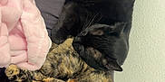 Little Panther is registered to the contest to win money with this photo: cat, two_cats, black_cat, tortoiseshell_cat, sleeping, cuddling, blanket, pink_blanket, bed, bedding, fur, whiskers, indoor, pet, animal, cozy, nap, companion, resting, soft