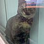 Cleocatra Rose is registered to the contest to win money with this photo: cat, tortoiseshell, bow_tie, collar, window, reflection, glass, ears, whiskers, paws, windowsill, indoor, portrait, curious, pet, feline, sitting, closeup, patterned_fur, accessory