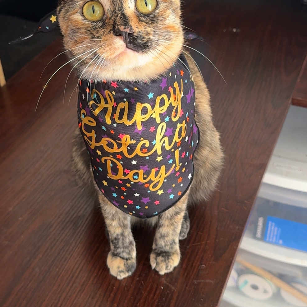 Cleocatra Rose joined the competition — help win amazing prizes! bandana, box, cat, celebration_text, close_up, curious, cute, desk, domestic_animal, ears, indoor, paws, pet, portrait, shelf, stationery, tortoiseshell_cat, whiskers, wooden_table, yellow_eyes