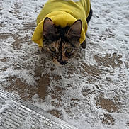 Cleocatra Rose joined the competition — help win amazing prizes! cat, tortoiseshell_cat, yellow_hoodie, pet_clothing, snow, outdoor, porch, stair, pawprints, whiskers, ears, green_eyes, fur, cute, winter, cold, concrete, sun_patch, sitting, curious