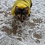cat, tortoiseshell_cat, yellow_hoodie, pet_clothing, snow, outdoor, porch, stair, pawprints, whiskers, ears, green_eyes, fur, cute, winter, cold, concrete, sun_patch, sitting, curious