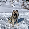 dog, snow, winter, outdoor, canine, animal, fur, harness, nature, sky, hill, tree, sunlight, shadow, cold, daylight, pet, mammal, landscape, playful