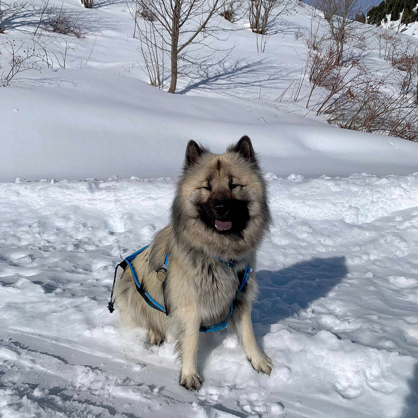 Snow