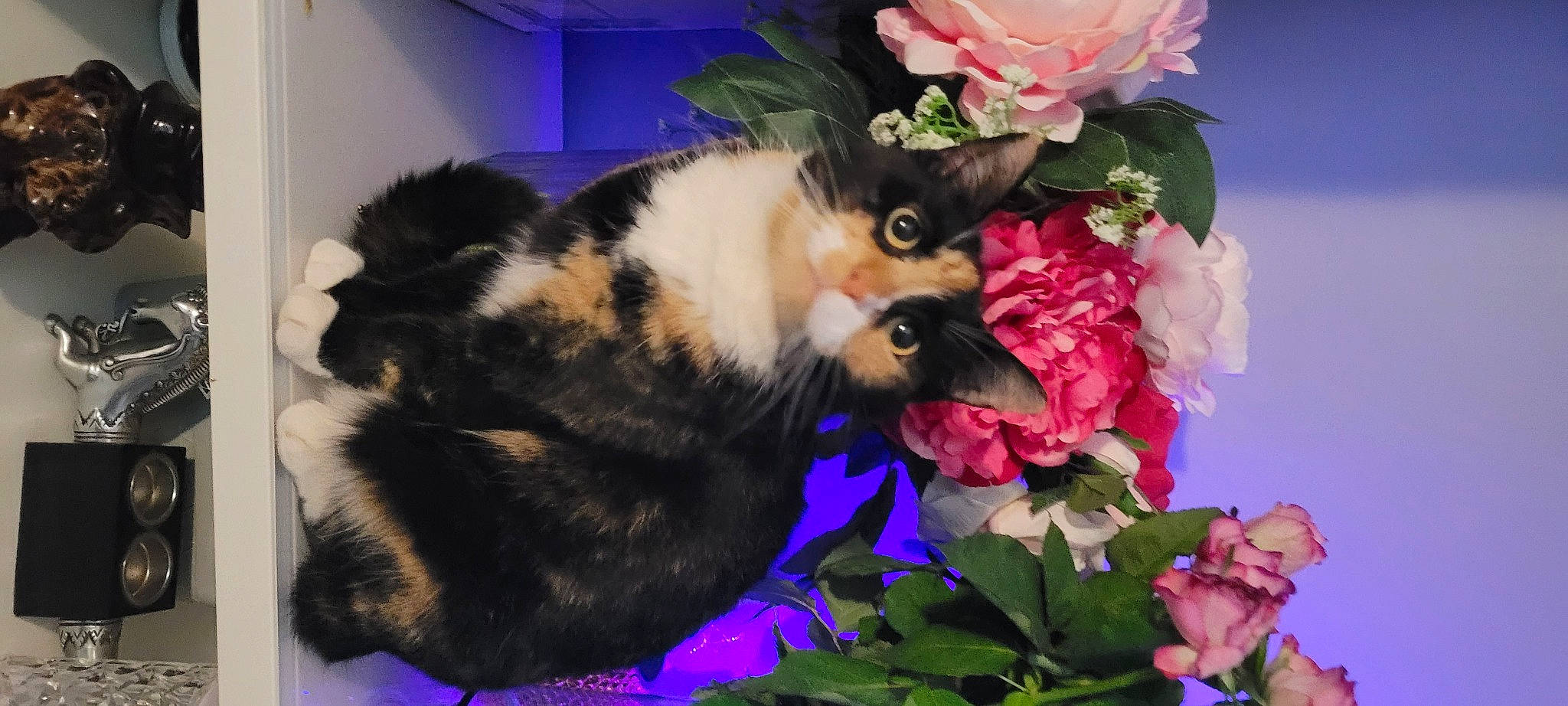 Navaya is registered to the contest to win money with this photo: annual_plant, bouquet, carnivore, cat, cut_flowers, domestic_short_haired_cat, event, felidae, flower, flower_arranging, flowering_plant, fur, petal, plant, rose, rose_family, rose_order, small_to_medium_sized_cats, tail, whiskers
