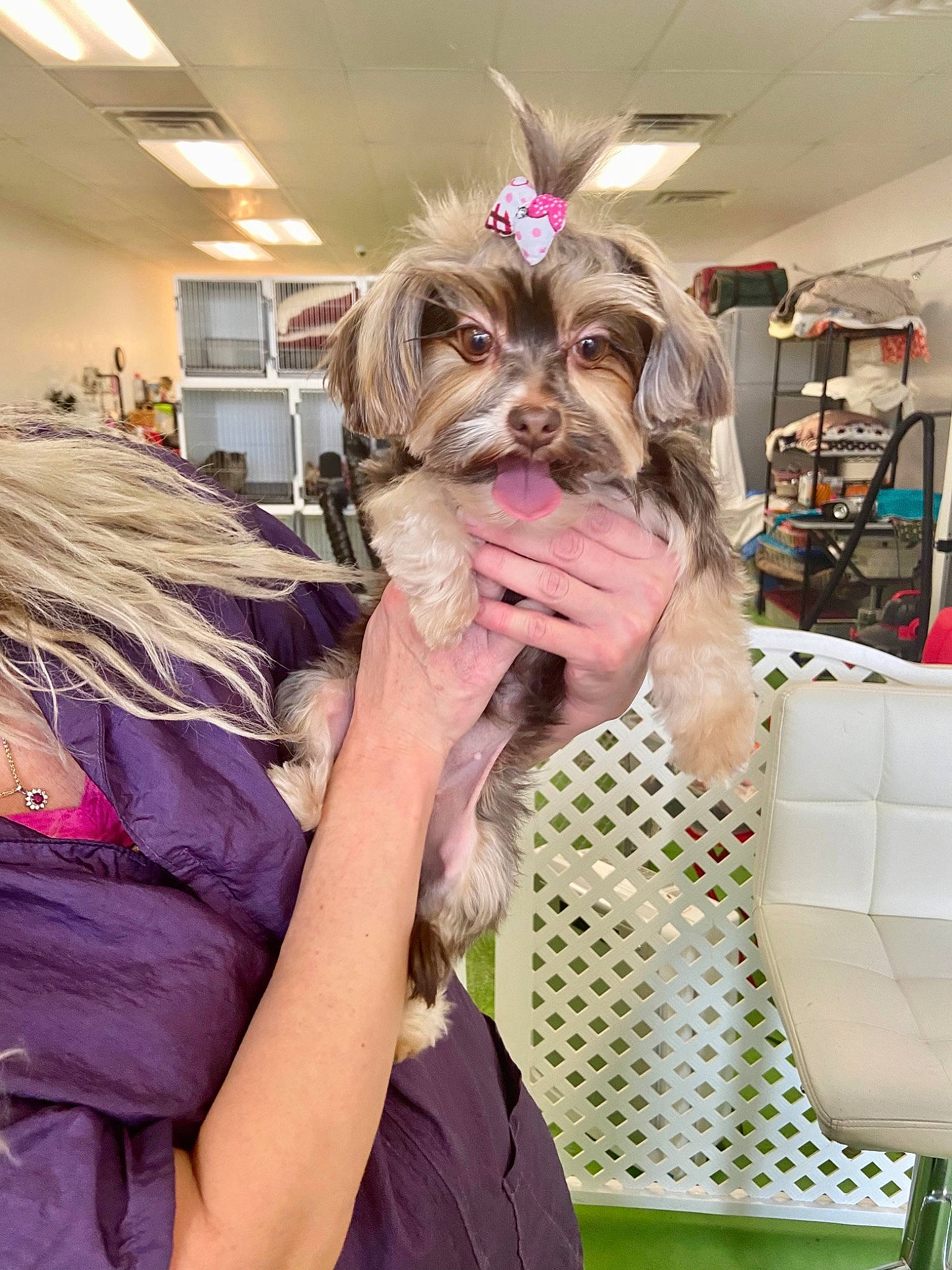 Dior joined the competition — help win amazing prizes! carnivore, companion_dog, dog, dog_breed, dog_clothes, dog_supply, event, eyewear, fashion_accessory, fashion_design, fawn, fictional_character, fun, fur, hair_coloring, pet_supply, purple, sporting_group, toy_dog, working_animal