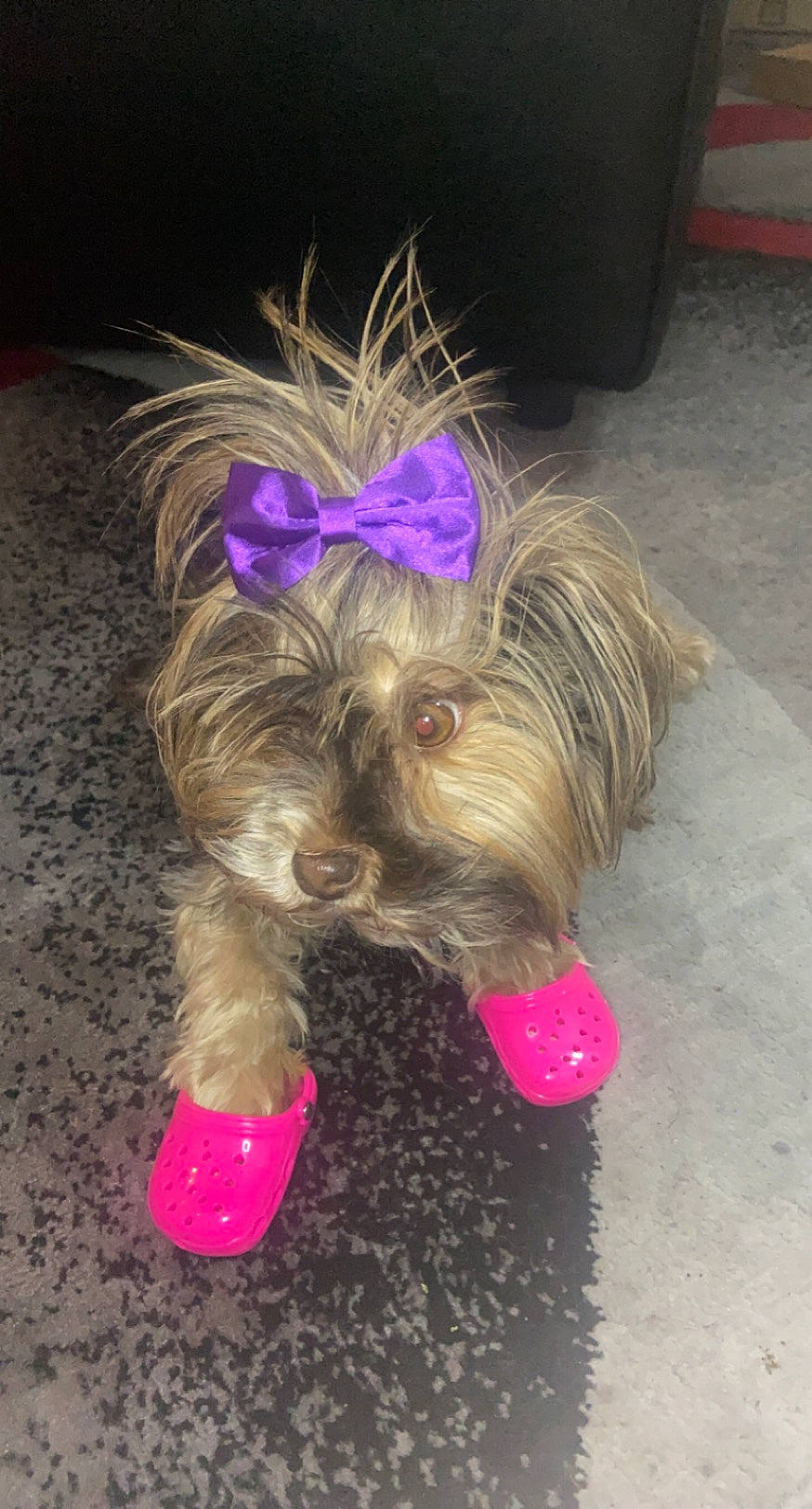 Dior is registered to the contest to win money with this photo: canidae, carnivore, companion_dog, costume, dog, dog_breed, dog_clothes, dog_supply, fashion_accessory, fawn, fur, liver, magenta, paw, pink, purple, snout, sporting_group, tail, toy_dog