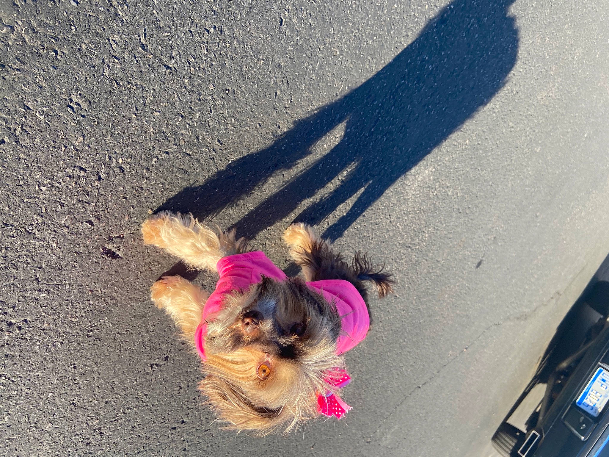 Dior joined the competition — help win amazing prizes! asphalt, canidae, carnivore, collar, companion_dog, dog, dog_breed, dog_supply, fawn, leash, line, mammal, pet_supply, road, road_surface, sidewalk, snout, sporting_group, tail, vertebrate