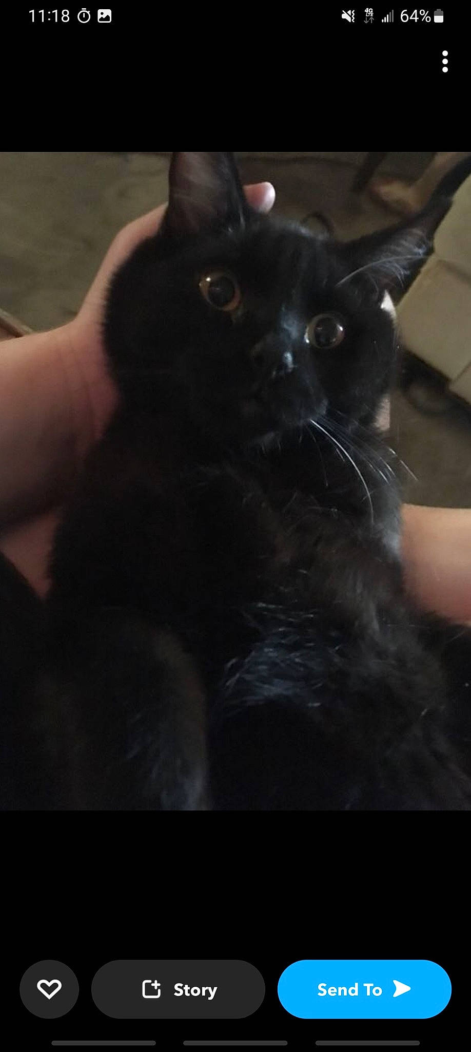 Stormaggedon joined the competition — help win amazing prizes! black_cat, bombay, carnivore, cat, claw, darkness, domestic_short_haired_cat, ear, felidae, formal_wear, fur, small_to_medium_sized_cats, tail, terrestrial_animal, whiskers, working_animal