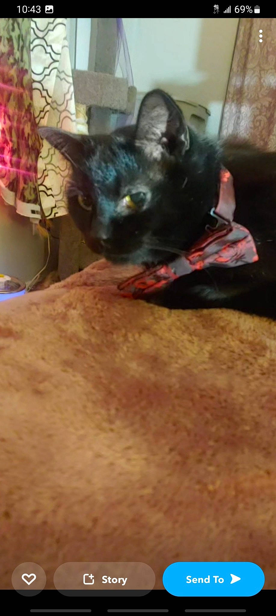 Nisa joined the competition — help win amazing prizes! black_cat, bombay, carnivore, cat, claw, comfort, dog_breed, domestic_short_haired_cat, ear, eye, fawn, felidae, fur, head, paw, small_to_medium_sized_cats, snout, tail, terrestrial_animal, whiskers