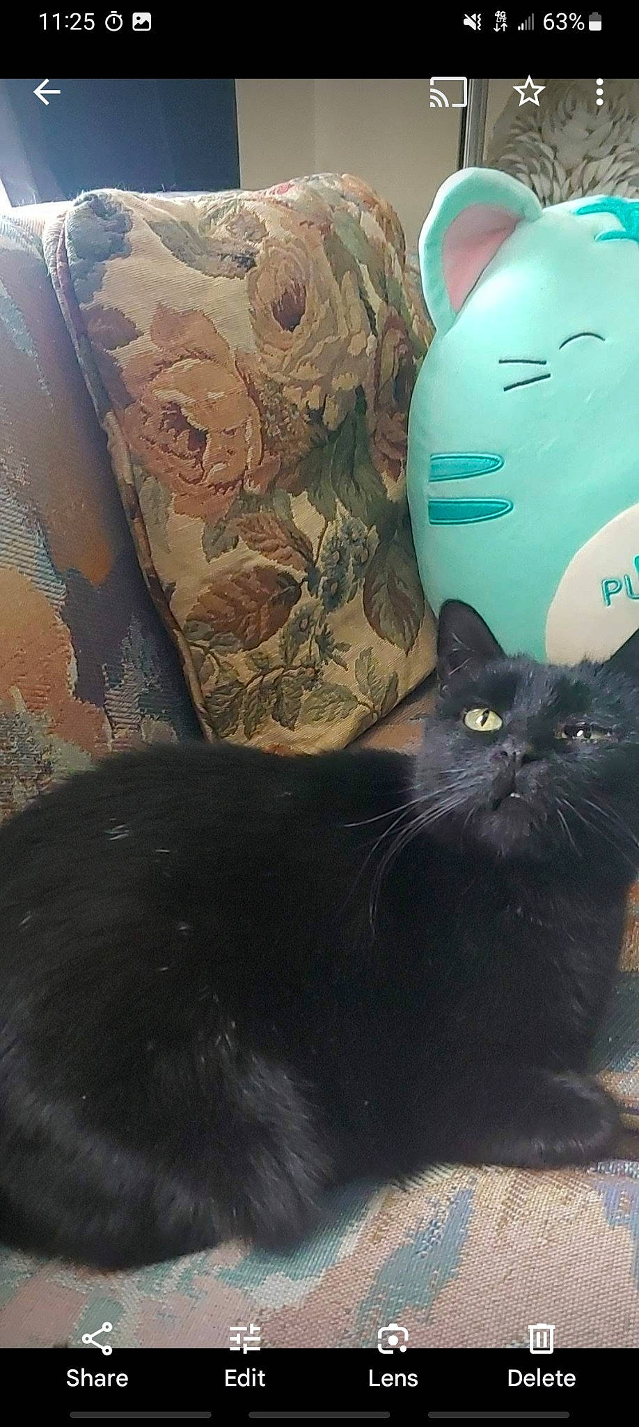 Nisa is registered to the contest to win money with this photo: art, artifact, automotive_tire, black_cat, bombay, carnivore, cat, cat_supply, comfort, domestic_short_haired_cat, felidae, fur, grey, pattern, sitting, small_to_medium_sized_cats, snout, tail, whiskers, window