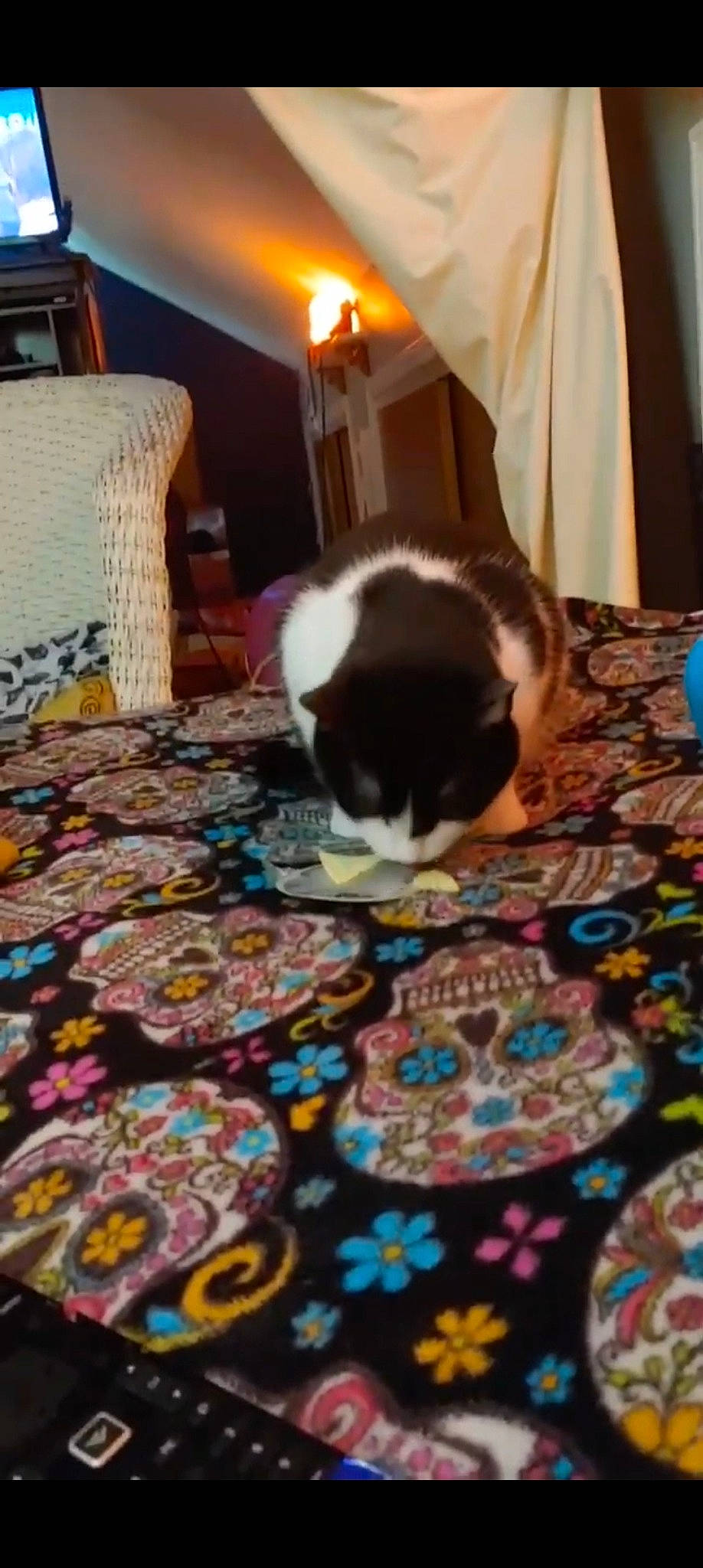 Dori joined the competition — help win amazing prizes! bed_sheet, bedding, bedroom, carnivore, cat, comfort, companion_dog, felidae, floor, flooring, fur, hardwood, interior_design, lamp, linens, room, small_to_medium_sized_cats, textile, whiskers, wood