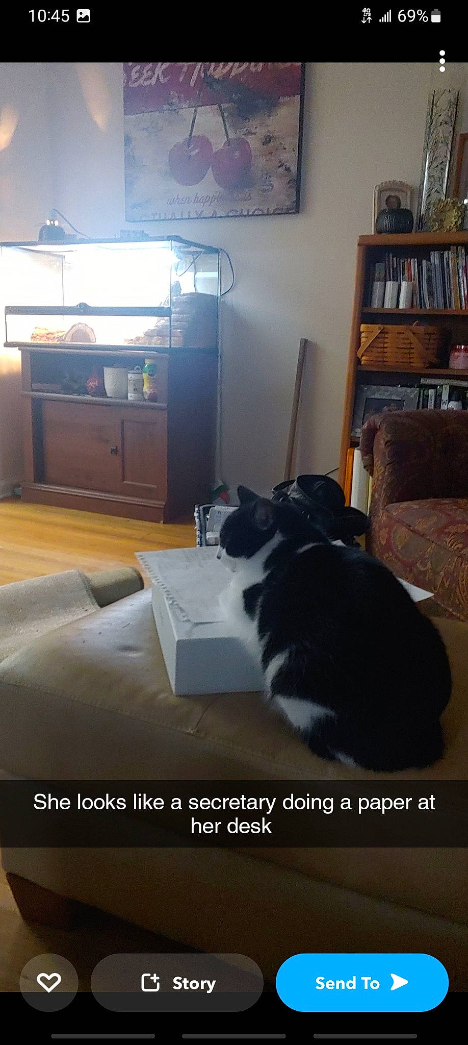 Dori joined the competition — help win amazing prizes! bedroom, bookcase, cabinetry, cat, comfort, companion_dog, drawer, felidae, floor, flooring, furniture, grey, hardwood, living_room, real_estate, room, shelf, shelving, wood, wood_flooring