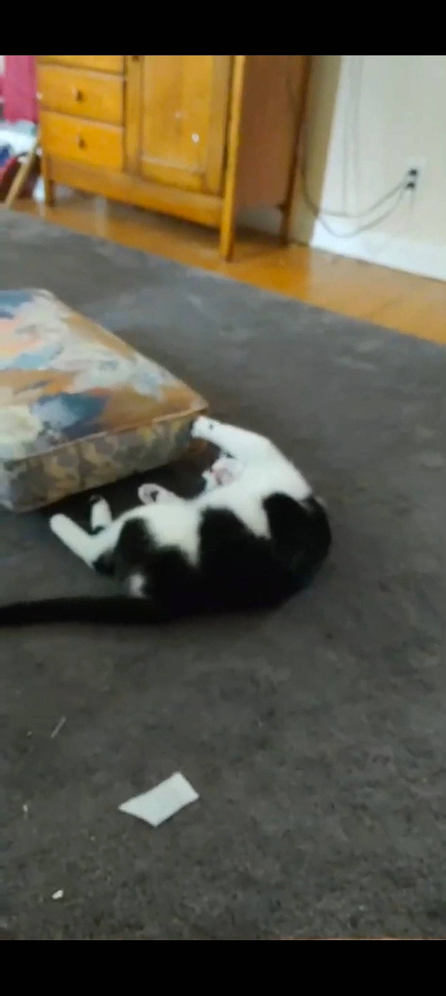 Dori joined the competition — help win amazing prizes! canidae, carnivore, cat, claw, comfort, companion_dog, dog_breed, domestic_short_haired_cat, felidae, floor, flooring, fur, hardwood, non_sporting_group, paw, small_to_medium_sized_cats, tail, terrestrial_animal, whiskers, wood