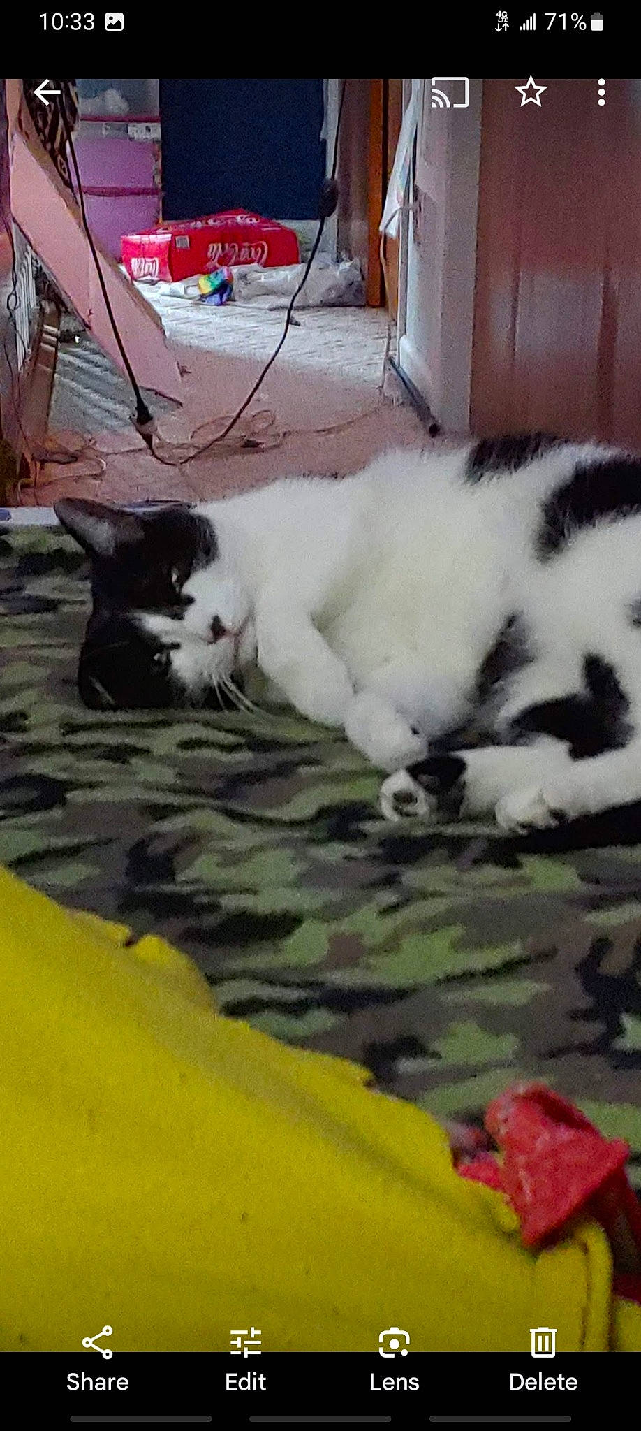 Dori is registered to the contest to win money with this photo: canidae, carnivore, cat, comfort, dog_breed, domestic_short_haired_cat, felidae, flooring, fur, grass, linens, mammal, nap, paw, sky, small_to_medium_sized_cats, snout, tail, vertebrate, whiskers