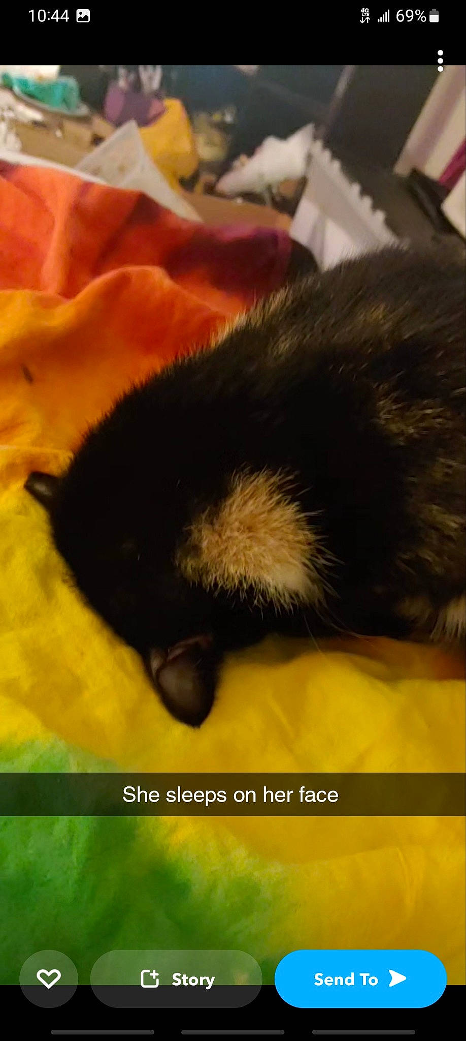 Luna joined the competition — help win amazing prizes! black_cat, canidae, carnivore, cat, claw, comfort, companion_dog, dog, dog_breed, felidae, fur, human_leg, linens, nap, paw, small_to_medium_sized_cats, snout, sporting_group, tail, whiskers