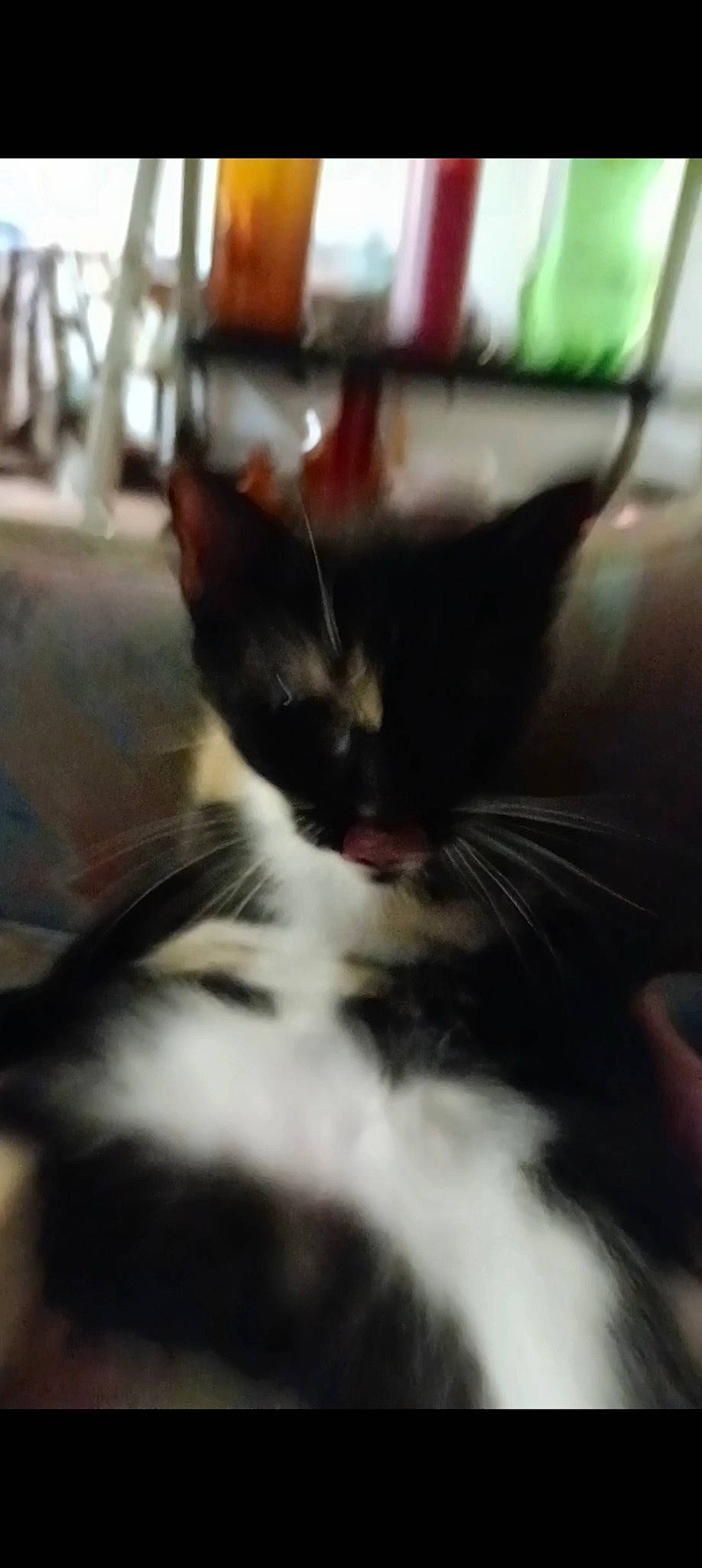 Luna is registered to the contest to win money with this photo: carnivore, cat, cloud, domestic_short_haired_cat, felidae, fur, paw, sky, small_to_medium_sized_cats, tail, whiskers